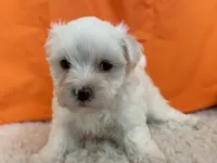 5911, a male Maltese for sale in Exeter, MO – 3 of 8