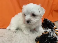 5911, a male Maltese for sale in Exeter, MO – 4 of 8