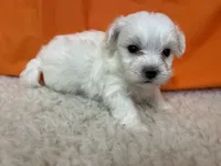 5920, a male Maltese for sale in Exeter, MO – 4 of 4