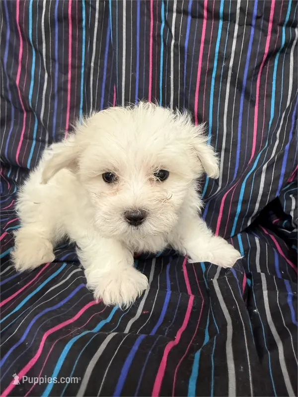 5920 – Maltese puppy for sale in Exeter, MO