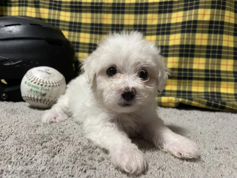 Dallion – Maltese puppy for sale in Exeter, MO