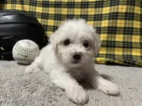 Dallion, a male Maltese for sale in Exeter, MO – 1 of 5