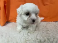 5917, a female Maltese for sale in Exeter, MO – 6 of 6