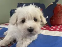 Betti, a female Maltese for sale in Exeter, MO – 4 of 4