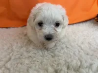 5908, a female Maltese for sale in Exeter, MO – 4 of 6