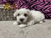 Ella, a female Maltese for sale in Exeter, MO – 2 of 3