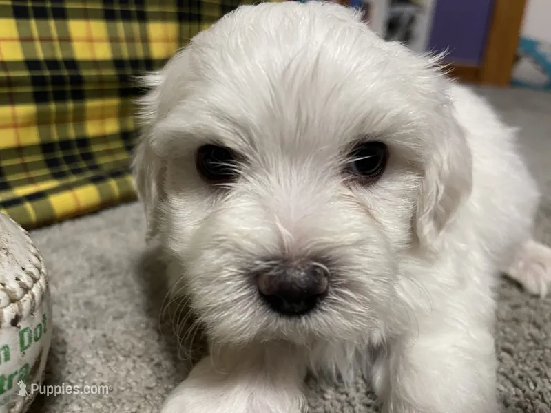 Elliot – Maltese puppy for sale in Exeter, MO