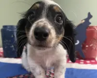 Macy , a female Miniature Dachshund for sale in Exeter, MO – 3 of 4