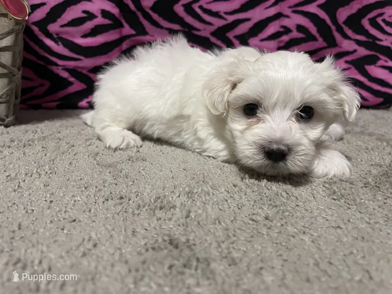 Ella – Maltese puppy for sale in Exeter, MO