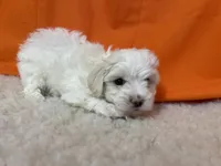 5905, a female Maltese for sale in Exeter, MO – 2 of 4