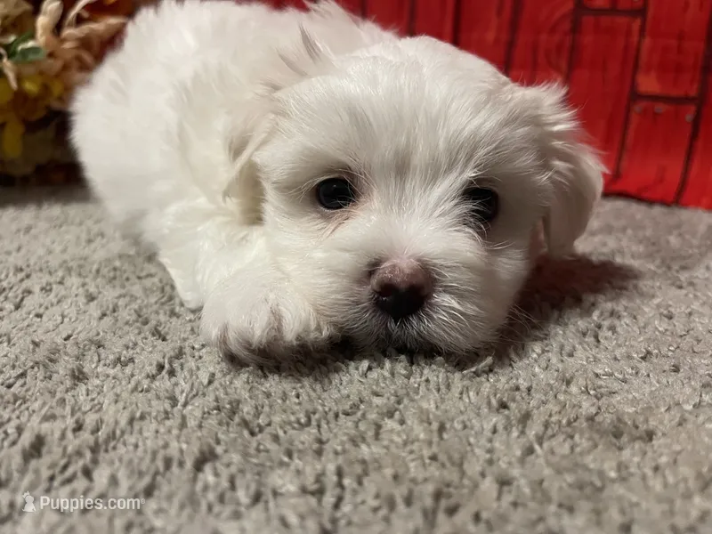 Cameron – Maltese puppy for sale in Exeter, MO