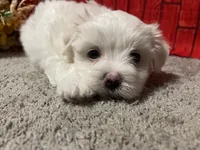 Cameron, a male Maltese for sale in Exeter, MO – 1 of 5