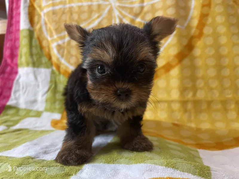 Cam – Yorkshire Terrier puppy for sale in Exeter, MO