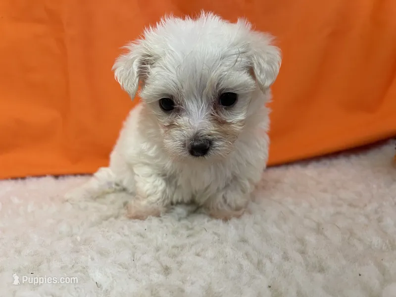 5909 – Maltese puppy for sale in Exeter, MO