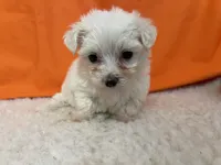 5909, a female Maltese for sale in Exeter, MO – 1 of 5