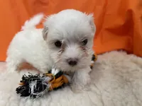 5917, a female Maltese for sale in Exeter, MO – 3 of 6