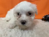 5916, a female Maltese for sale in Exeter, MO – 4 of 5