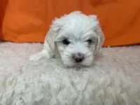 5905, a female Maltese for sale in Exeter, MO – 3 of 4