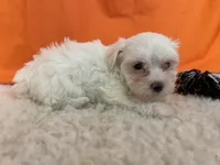 5916, a female Maltese for sale in Exeter, MO – 3 of 5