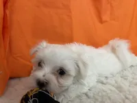 5912, a female Maltese for sale in Exeter, MO – 2 of 5