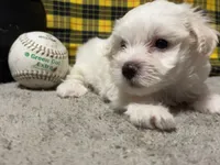 Edwin, a male Maltese for sale in Exeter, MO – 2 of 3