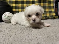 Diego, a male Maltese for sale in Exeter, MO – 5 of 7