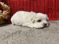 Cameron, a male Maltese for sale in Exeter, MO – 5 of 5