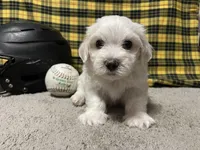 Elliot, a male Maltese for sale in Exeter, MO – 3 of 3