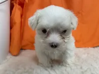 5917, a female Maltese for sale in Exeter, MO – 5 of 6