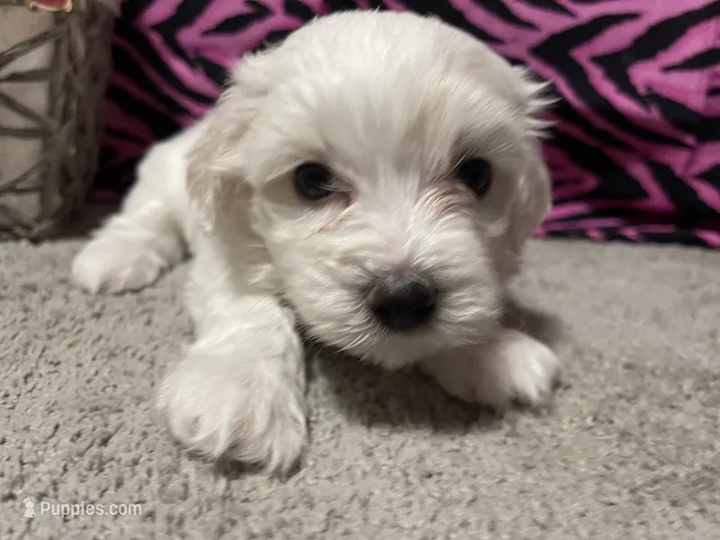Evelyn – Maltese puppy for sale in Exeter, MO
