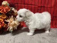 Cameron, a male Maltese for sale in Exeter, MO – 3 of 5
