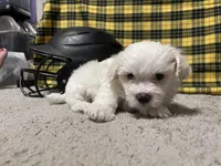 Edwin, a male Maltese for sale in Exeter, MO – 3 of 3