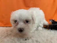 5916, a female Maltese for sale in Exeter, MO – 2 of 5