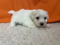 5908, a female Maltese for sale in Exeter, MO – 2 of 6