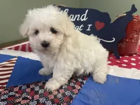 Betti, a female Maltese for sale in Exeter, MO – 3 of 4