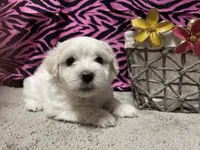 Emily, a female Maltese for sale in Exeter, MO – 5 of 5