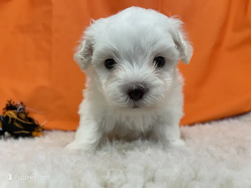 5918 – Maltese puppy for sale in Exeter, MO
