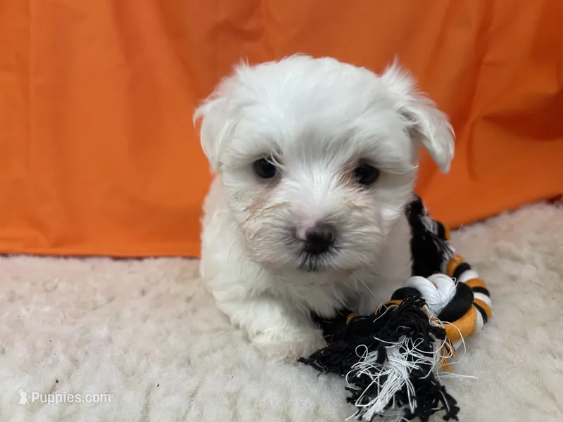 5911 – Maltese puppy for sale in Exeter, MO