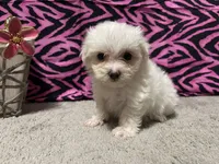 Diana, a female Maltese for sale in Exeter, MO – 2 of 2