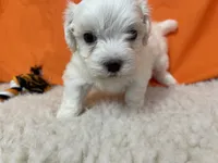 5919, a male Maltese for sale in Exeter, MO – 3 of 6