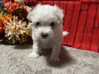 Cooper, a male Maltese for sale in Exeter, MO – 5 of 6