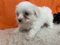 5915, a male Maltese for sale in Exeter, MO – 2 of 5