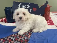 Ben, a male Maltese for sale in Exeter, MO – 2 of 4