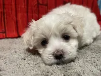 Danny, a male Maltese for sale in Exeter, MO – 3 of 3