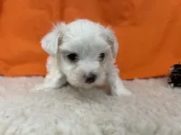 5906, a female Maltese for sale in Exeter, MO – 2 of 4