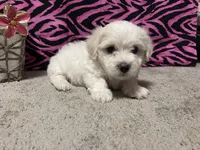 Emily, a female Maltese for sale in Exeter, MO – 4 of 5
