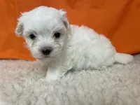 5918, a male Maltese for sale in Exeter, MO – 2 of 3