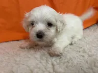 5907, a female Maltese for sale in Exeter, MO – 2 of 4