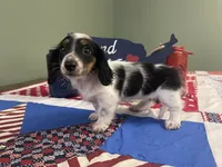 Macy , a female Miniature Dachshund for sale in Exeter, MO – 2 of 4
