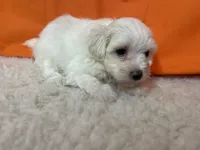 5908, a female Maltese for sale in Exeter, MO – 6 of 6